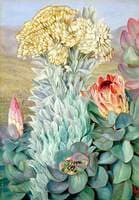 Giant Everlasting and Protea on the Hills near Port Elizabeth