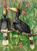 Great Hornbill Birds
