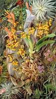 Group of Epiphytal Orchids and Bromeliads, Brazil
