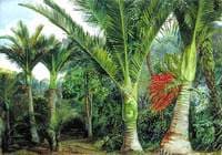 Group of Nikau Palms with the Background of the Kawa Kawa, New Zealand