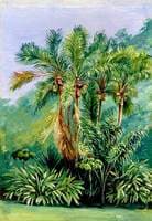 Group of Small Palms, Rio Janeiro, Brazil
