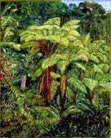 Group of Tree Ferns around the Spring at Matang, Sarawak, Borneo
