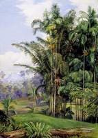 Group of Wild Palms, Sarawak, Borneo