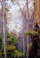Gum Trees and Tree Ferns, Victoria