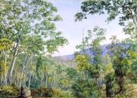 Gum-Trees, Grass-Trees and Wattles in a Queensland Forest