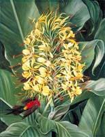 Hedychium gardnerianum and Sunbird, India