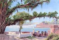 Holy Tree, Hardwar, Uttar Pradesh, India