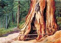 Home of an Old Trapper in the Trunk of a Big Tree, Calaveras Grove, California