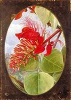 Indian Coral Tree