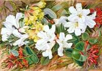 Indian Rhododendrons and North American Honeysuckle