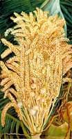 Inflorescence and Ripe Nuts of the Cocoanut Palm