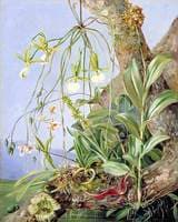 Jamaican Orchids Growing on a Branch of the Calabash Tree