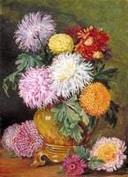 Japanese Chrysanthemums, Cultivated in This Country