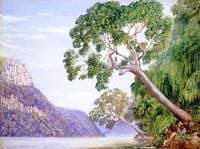 Kaffir Plumtrees Overhanging St John's River, Kaffraria