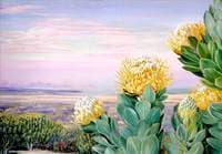 Krippelboom with False Bay in the Distance, South Africa