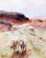 Grazing Sheep