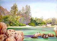 Life on the Coast of Praslin, Seychelles