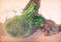 Male Cones of Araucaria araucana