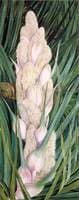 Male Inflorescence and Foliage of a Screw Pine, Natal