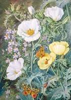 Mexican Poppies, Chilian Schizanthus and Insects