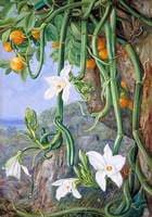 Native Vanilla Hanging from the Wild Orange, Praslin, Seychelles