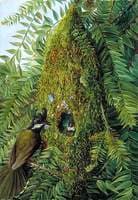 Nest of the Coachman's Whip Bird in a Bunya-Bunya, Queensland
