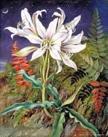Night-Flowering Lily and Ferns, Jamaica