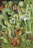 North American Carnivorous Plants