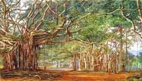 Old Banyan Trees at Buitenzorg, Java