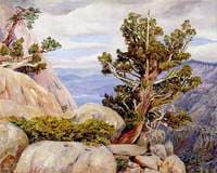 Old Cypress or Juniper Tree, Nevada Mountains, California
