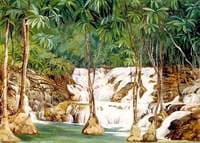 One of the Sources of the Roaring River, Jamaica