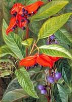 Open Seed-Vessels of a Species of Sterculia and a Nettle in Flower, Sarawak, Borneo