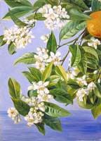 Orange Flowers and Fruits, Painted in Teneriffe