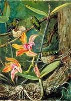 Orchid and Humming Birds, Brazil
