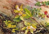 Orchids and Creeper on Water-Worn Boulders in the Bay of Rio Janeiro, Brazil