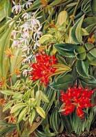 Orchids and Other Flowers of Sarawak, Borneo