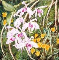 Orchids of Tropical Asia