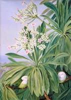 Ordeal Plant or Tanghin and Parokeets of Madagascar