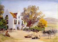 Ostrich Farming at Groot Post, South Africa