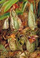 Other Species of Pitcher Plants from Sarawak, Borneo