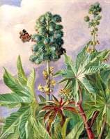 Palma Christi or Castor Oil, Painted in Brazil