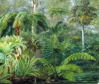 Palms and Ferns, a Scene in the Botanic Garden, Queensland