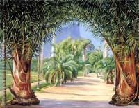 Palms in the Botanic Garden at Rio Janeiro