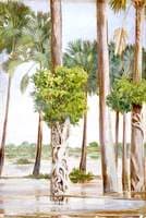 Palmyra Palms and Epiphytal Trees in Flood-Time, Java
