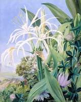 Pancratium caribaeum and a Passion Flower, Jamaica