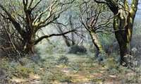 A Sunny Glade