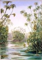 Papyrus or Paper Reed Growing in the Ciane, Sicily