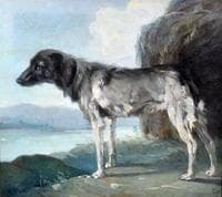 A Dog