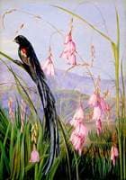 Pendulous Sparaxis and Long-Tailed Finch in Van Staaden's Kloof