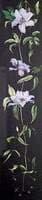 Plant with Pale Purple Flowers on a Black Background